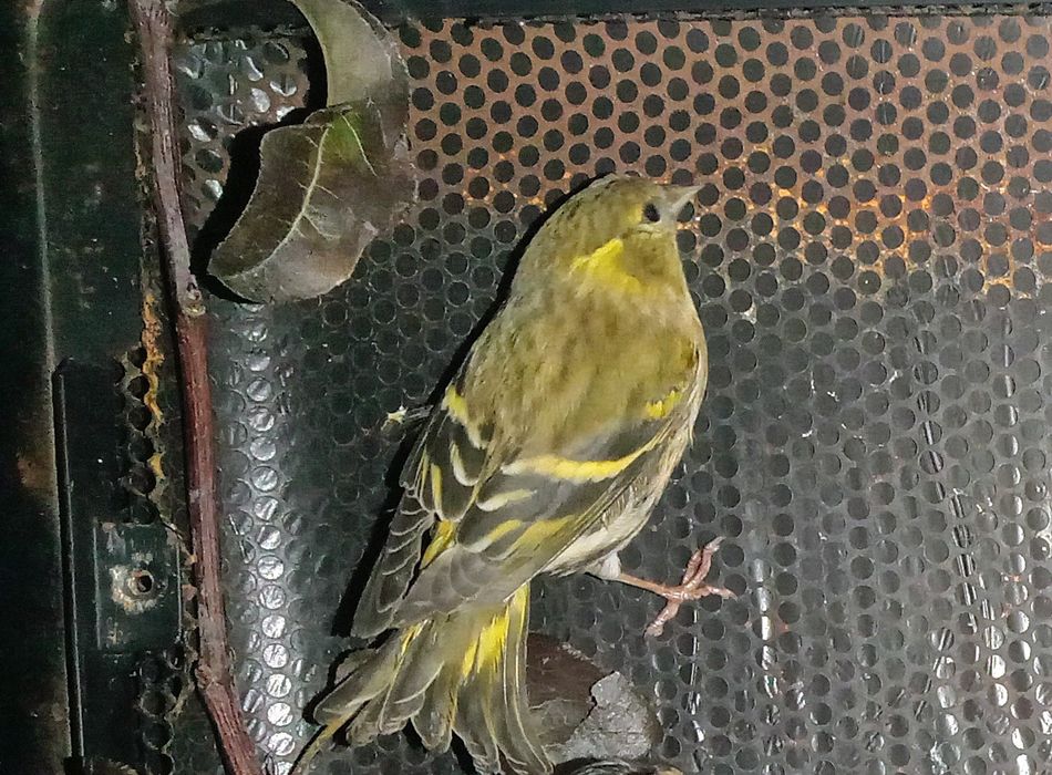 Canários lindos de bom porte