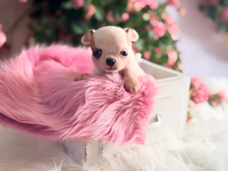 ***Cudna mini dziewczynka***Xxs jak laleczka mini chihuahua