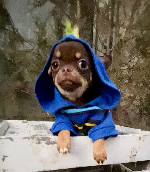 Мини шоколадик чихуахуа