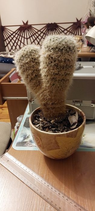 Sprzedam kaktusa ok 30 cm
