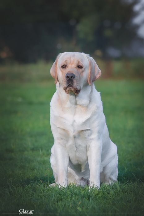 Интерчемпион! Лабрадор ретривер. Открыт для вязок