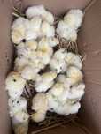 De bresse, australorp 2025