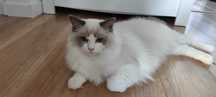 Kotka Ragdoll Kotka Ragdoll