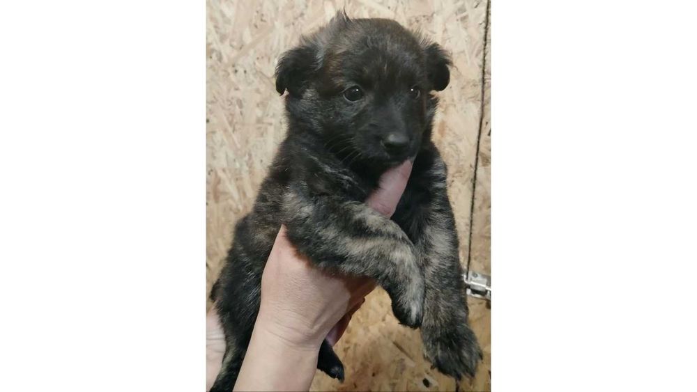 8tyg.parka SZCZENIĄT (adopcja)