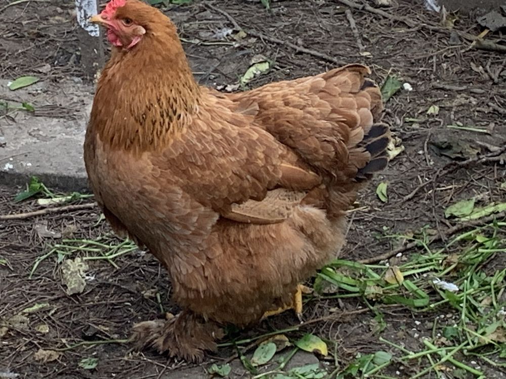 Ovos de Aves Ornamentais de galinhas  Brahmas várias mutações 1,5