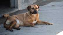 Leticia- cachorra se porte médio para adoção