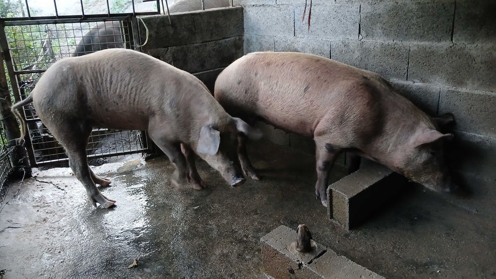 Vendo varios porcos caseiros para criar ou matar todos adultos tenho 6