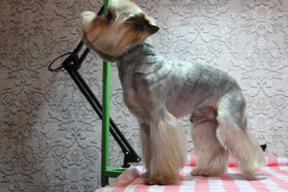 Стрижка  Йорків Грумінг Йорків та інших собачок до 4 кгДоступні ціни!