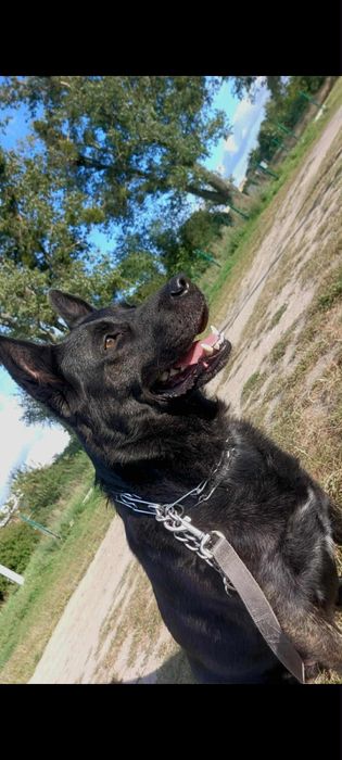 Dorosły piesek w typie Owczarka