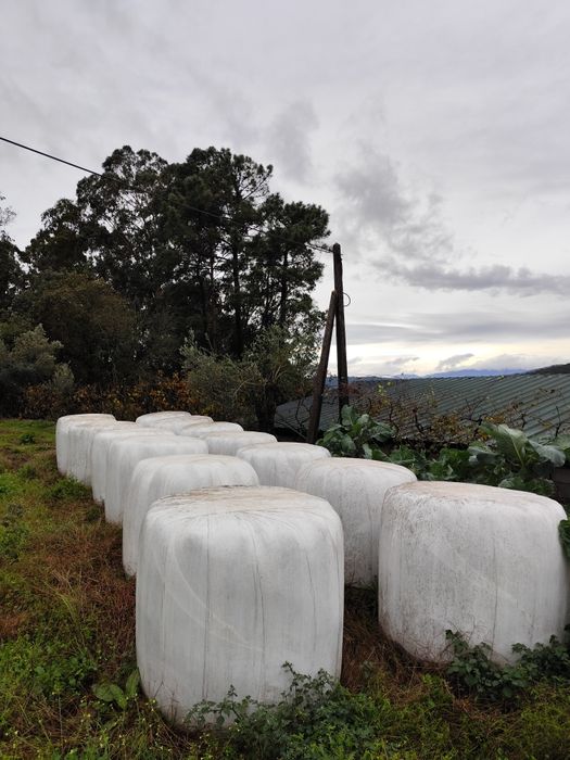 Rolos de erva / azevém