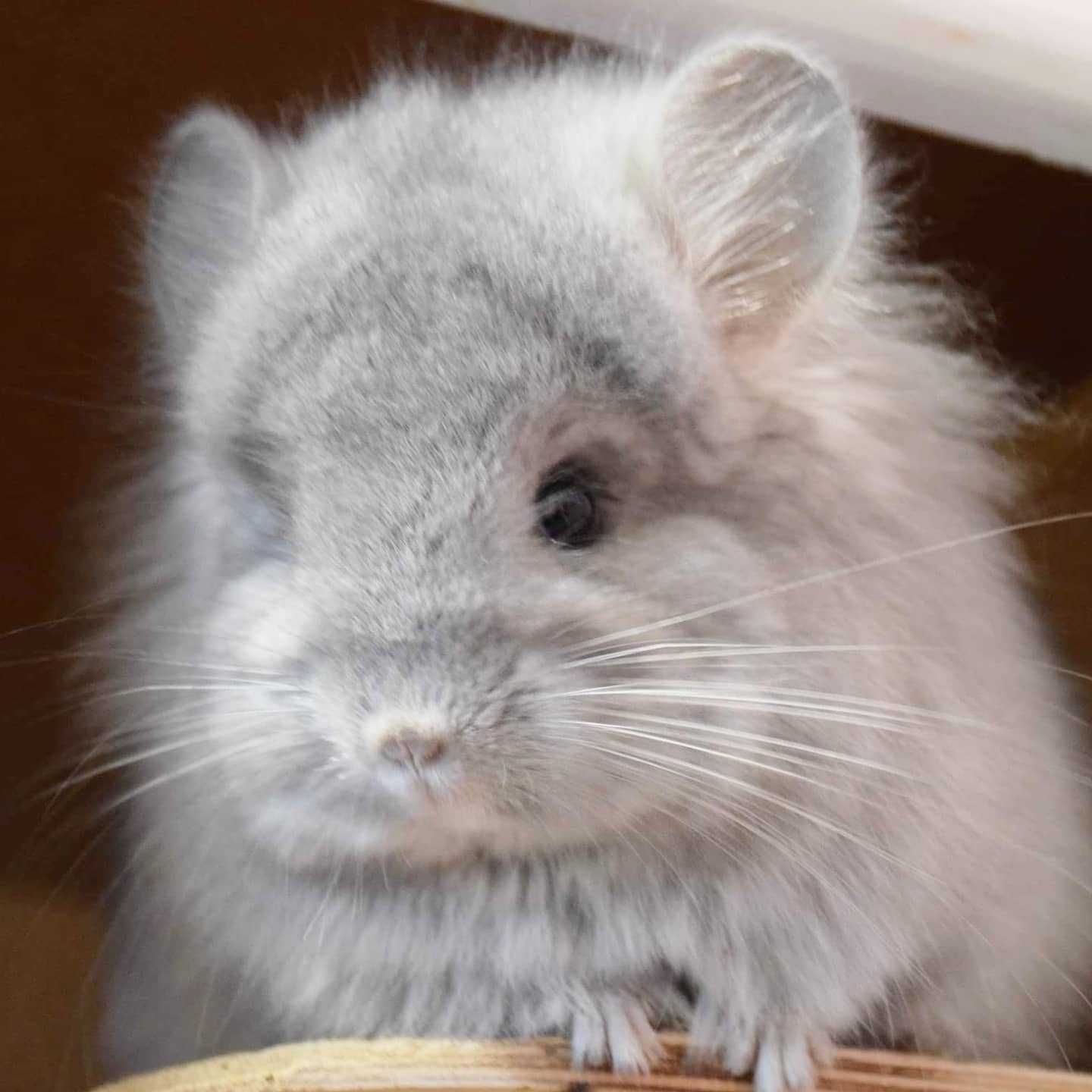 Amber Chinchillas* szynszyla domowa hodowla Angora RPA