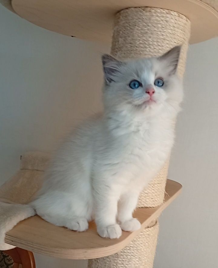 Ragdoll kociak FPL