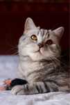 Kotka w typie Scottish Straight do adopcji