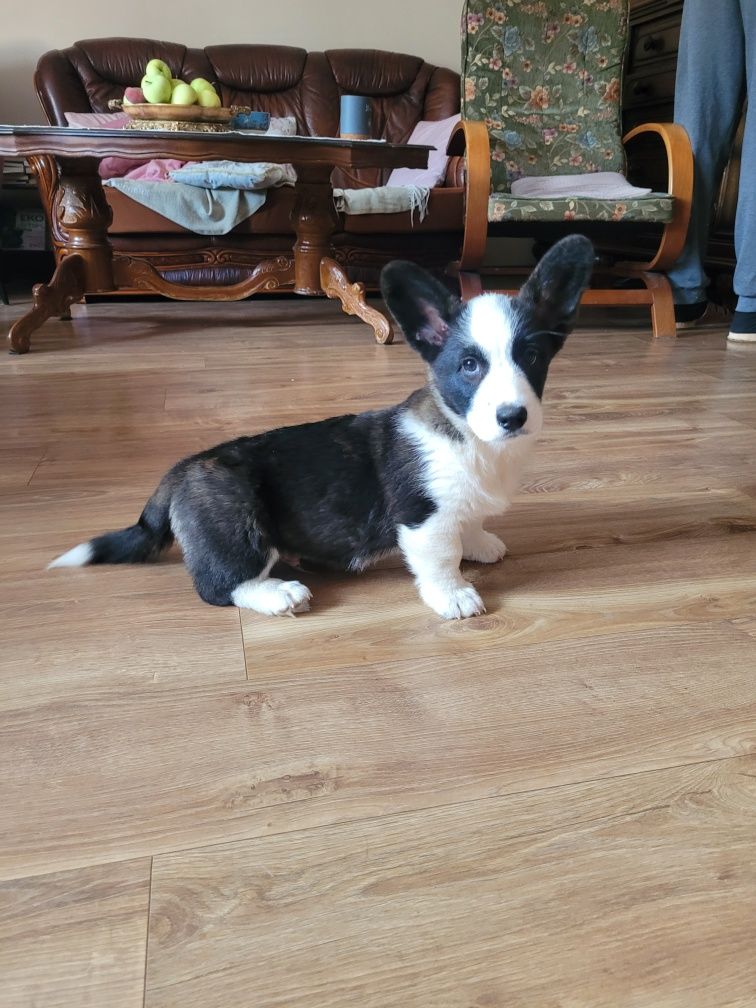 Welsh Corgi Cardigan FCI