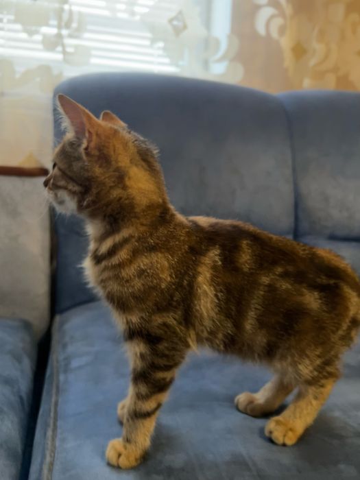 віддам кошеня в добрі руки