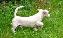 Jack Russell Terrier pieski