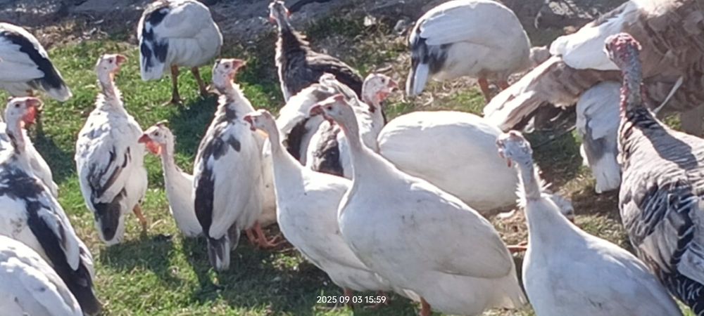 Perliczki perlice