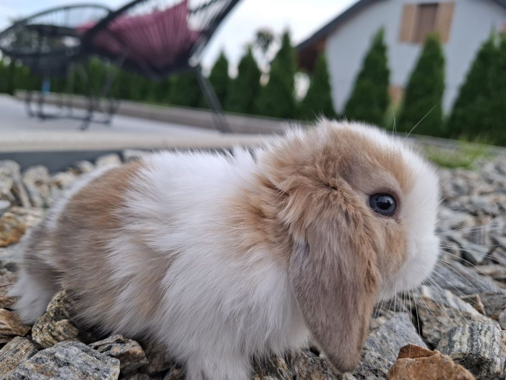 Króliczek miniaturka mini lop