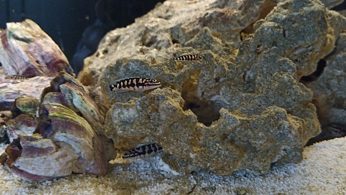 Naskalnik wężogłowy - rybki akwariowe