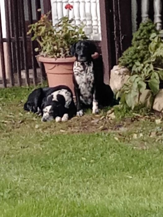 Psy miesszance z dalmatynczykiem