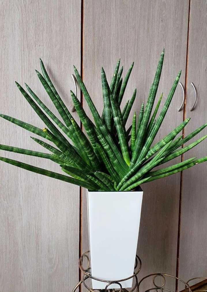 Продам Сансевиерии Бонсель,Sansevieria `Sansiam Moto`