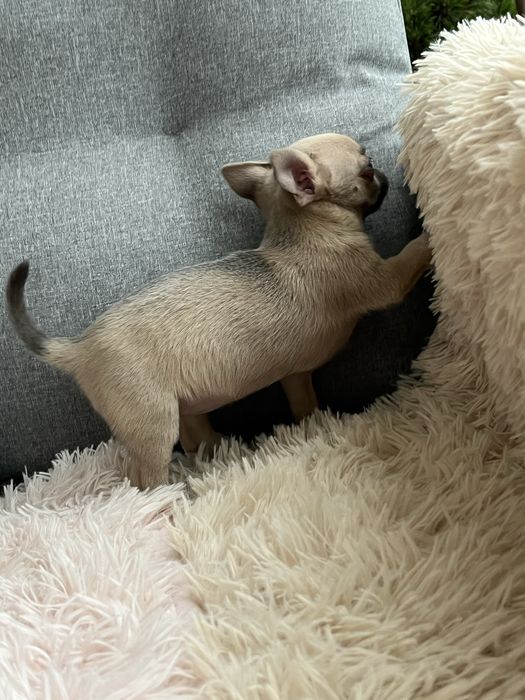 Chihuahua malenka suczka do odbioru