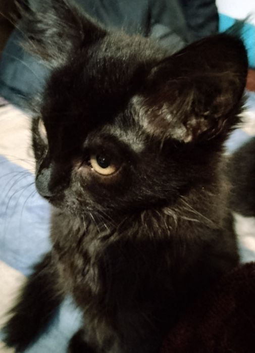 Терміново! Маленькі кошенята, в добрі руки