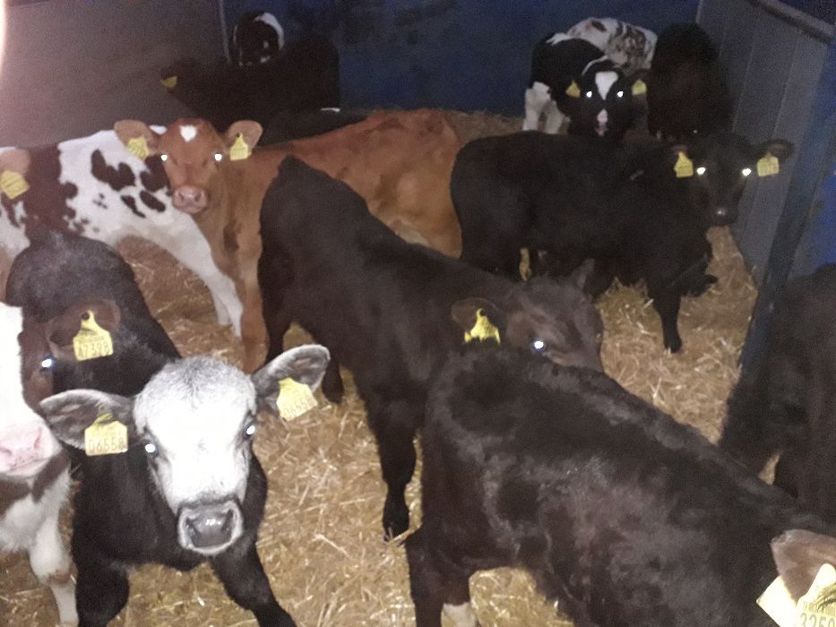 Sprzedaż Cieląt, Mięsne, Mleczne, Krzyżówki, transport, Cielaczki