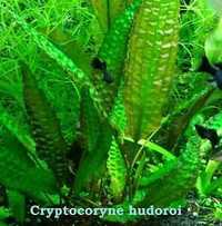 Cryptocoryna Hudoroi