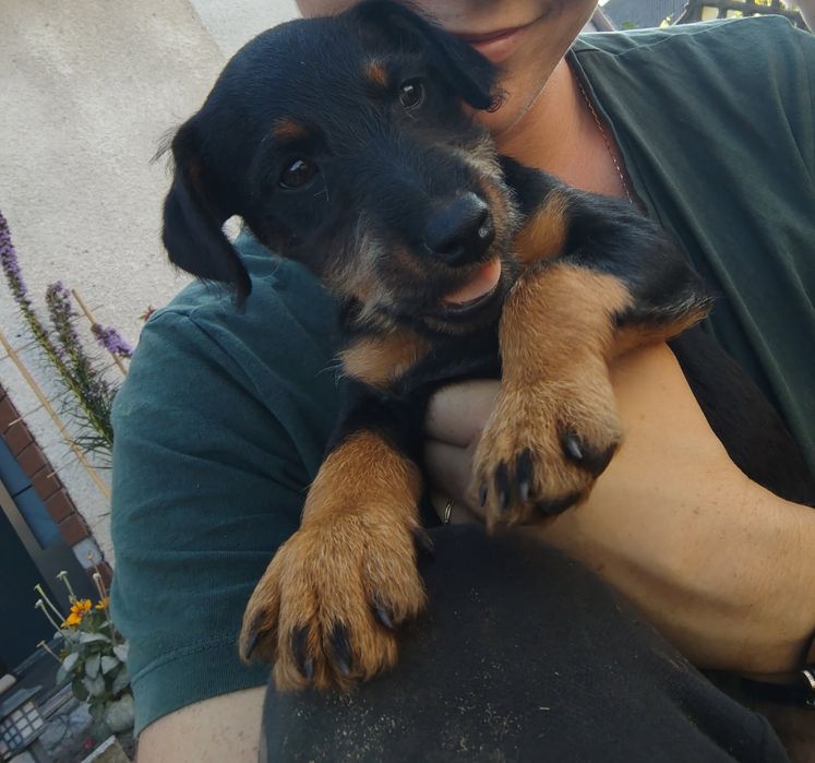 Niemiecki Terrier Myśliwski Jagdterier