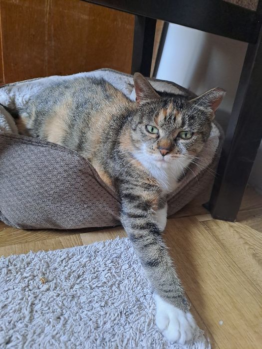 MRUCZKA. Sliczna kotka u  uratowana z ulicy