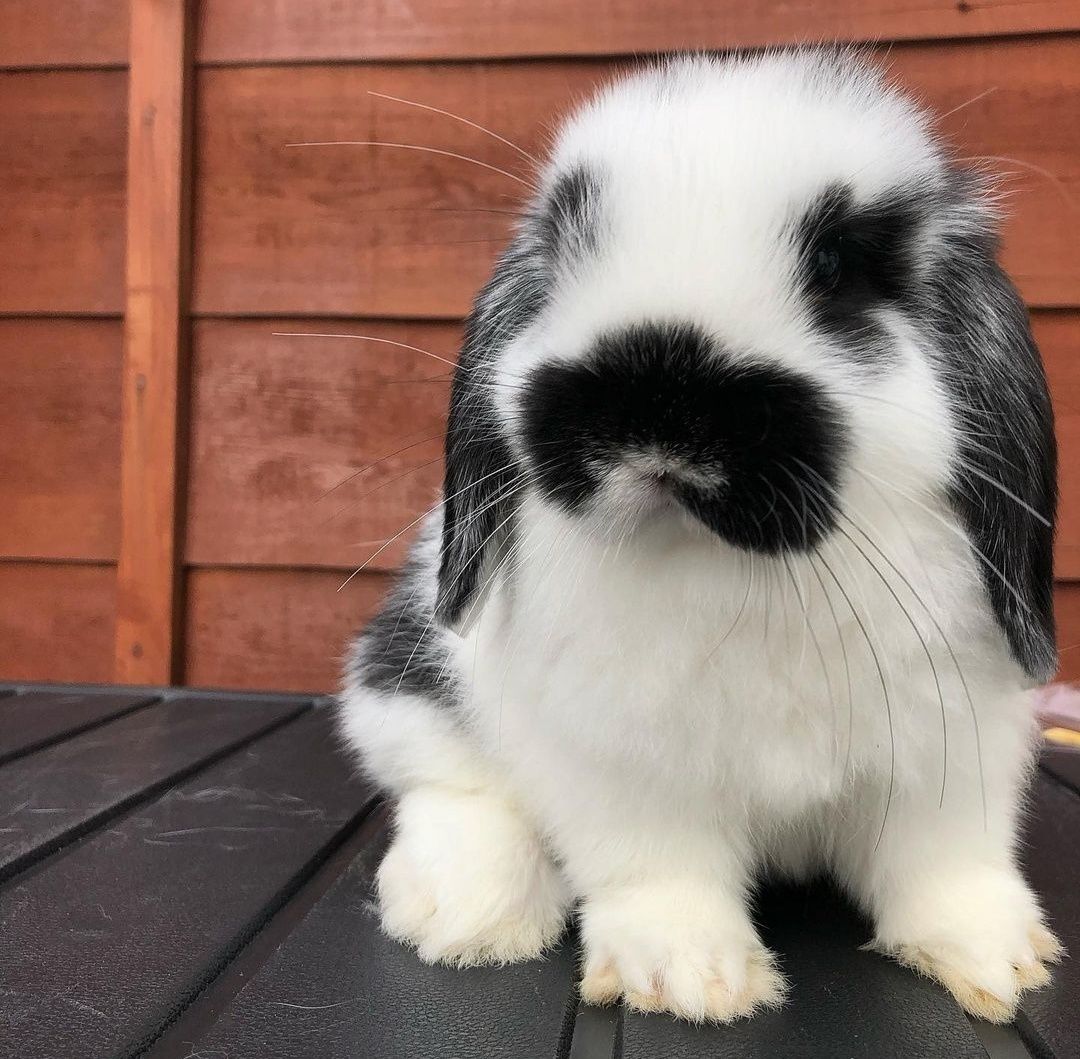 Coelhos anões orelhudos bebés