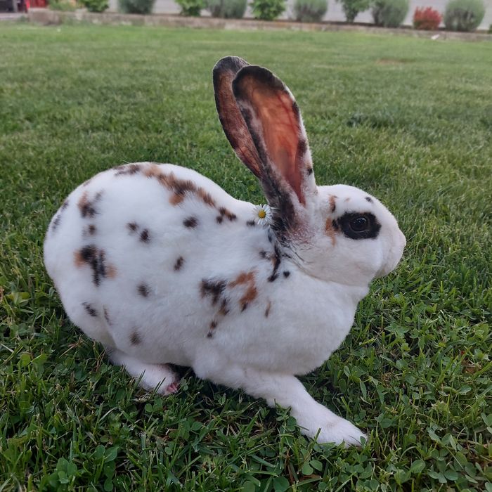 Кролики рекс триколор