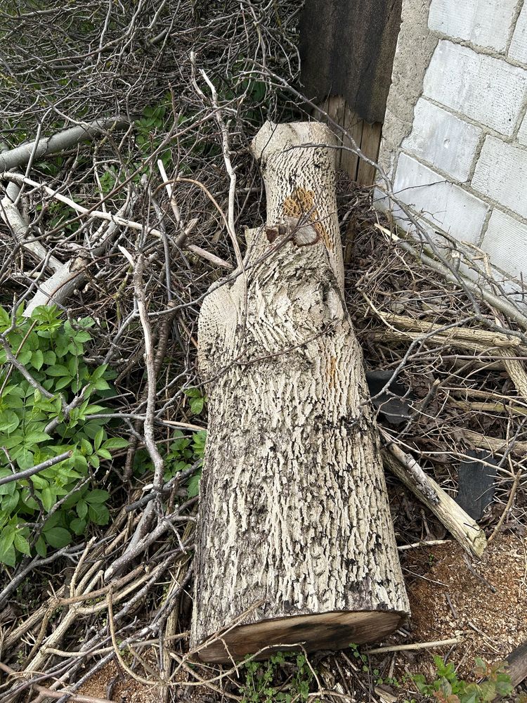 Pień drzewa orzechowego