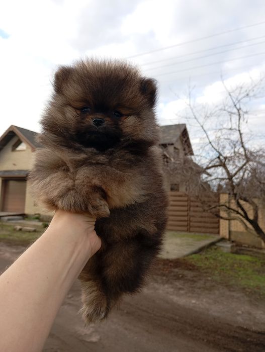 Два мини братика померанского шпица