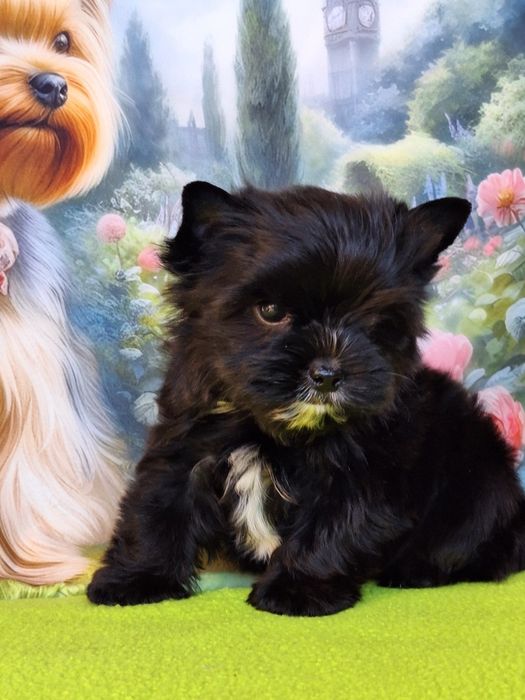 Yorkshire terrier czarny z paszportem i rodowodem