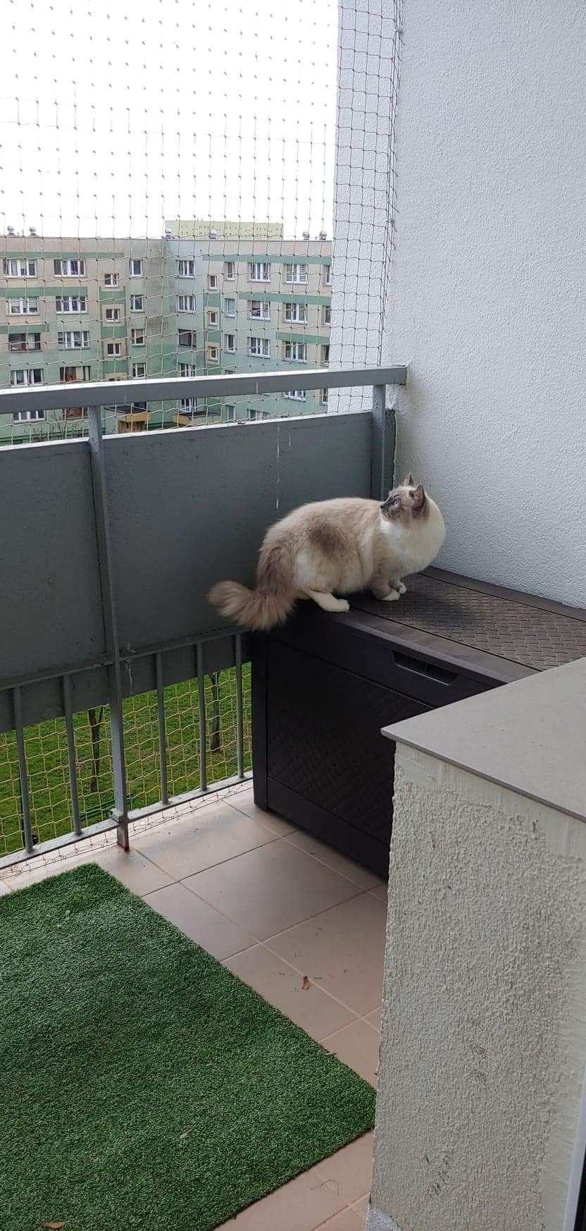 Montaż siatki na balkon okno dla ochrony kota i przeciw gołębiom