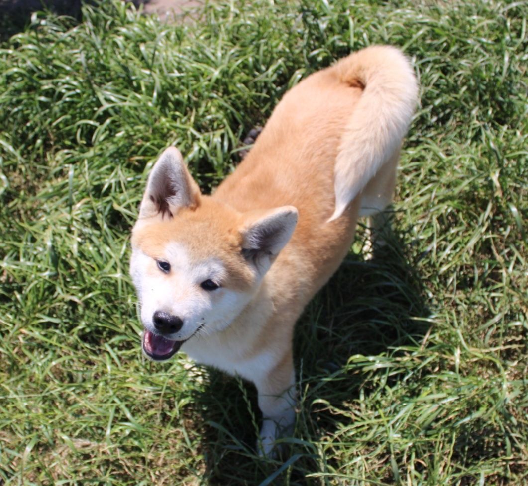 Akita Japońska (Inu) samiec nr 3