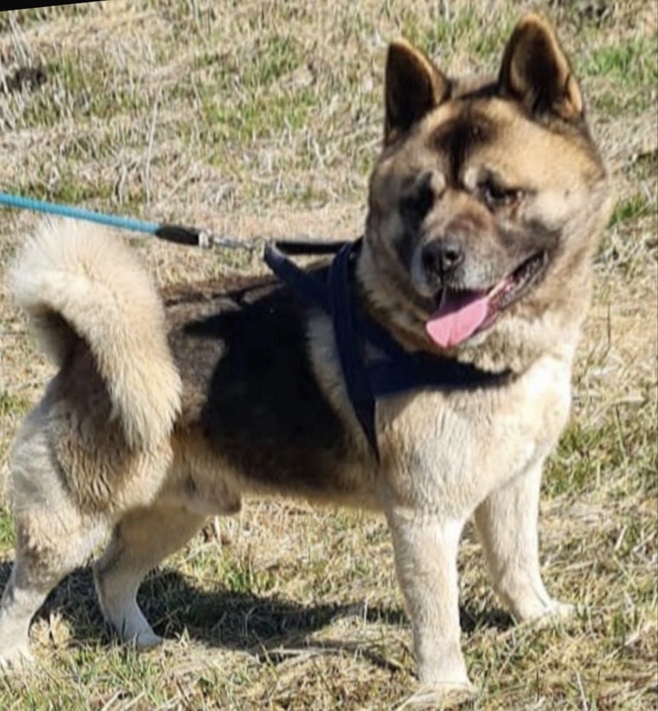 Akita Amerykanska YUKI