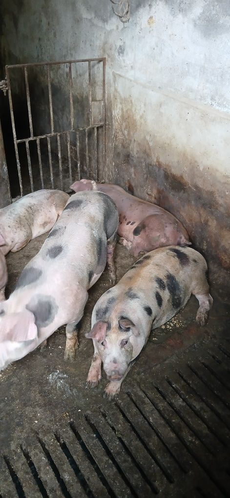 Leitões  com cerca de 60 kg peso vivo