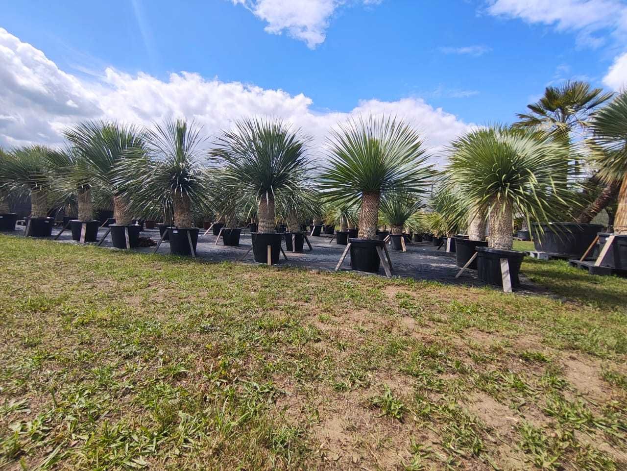 Juka niebieska ,Yucca rostrata, mrozoodporna -20