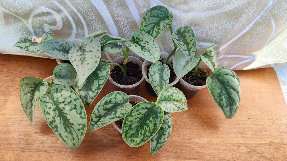 Сциндапсус сильвер леди