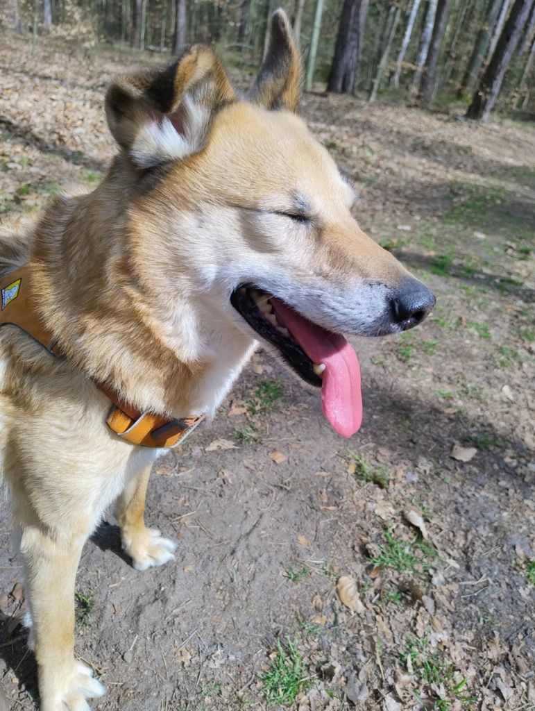 Młody Tofik w typie rasy Shiba Inu,radosny,aktywny,grzeczny pies