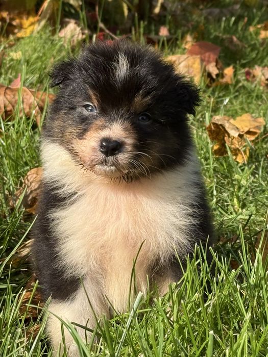 Owczarek australijski FCI - piesek