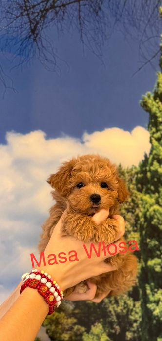 Maltipoo ekskuzywne wyjątkowe suczka