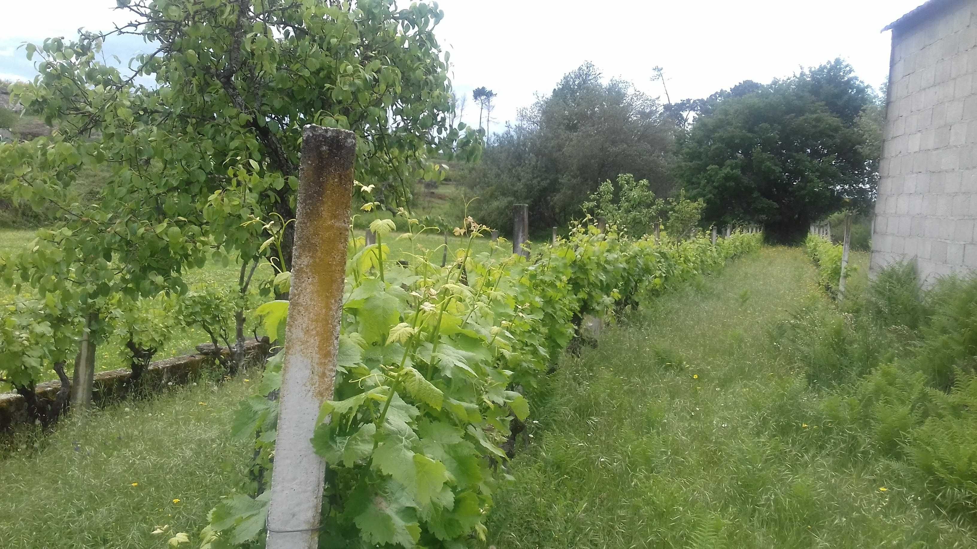 QUINTA COM CASA ,( poço e vinha zona vinícola  do DÃO)