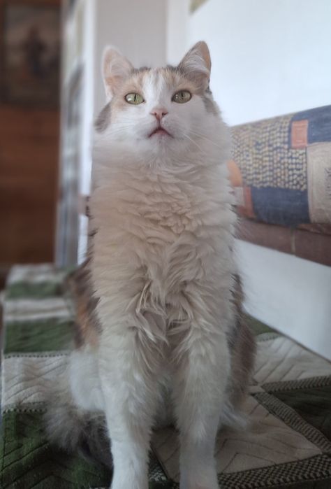 Віддам в добрі руки дуже милу кицю