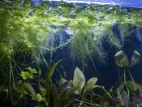 Łatwe rośliny akwariowe dla początkujących, opornych lub leniwych