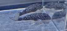 Hypancistrus Margaritatus