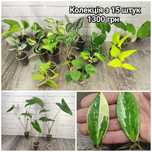 Заміакулькас варієгатний/Zamioculcas variegated, алоказія зебріна